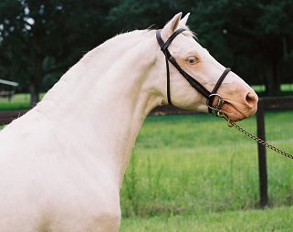 Creme de Mint Head Shot