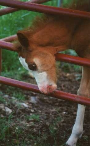 Razzle Dazzle as a Foal