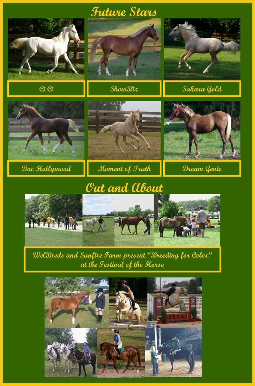 Welsh Arabian Cross
